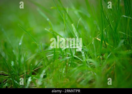 long native grasses on a regenerative agricultural farm. pasture in a grassland in the bush in australia in spring in australia Stock Photo