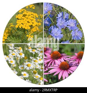 Various medicinal plants in a collage Stock Photo