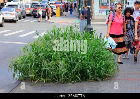 A large patch of Quackgrass, or Couch Grass, Elymus repens (Agropyron repens) growing in a sidewalk tree well in Flushing, Queens, New York City. Stock Photo