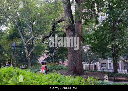 An English Elm (Ulmus procera) nicknamed Hangman's Elm in Washington Square Park, New York City. One of the oldest trees in Manhattan. Stock Photo