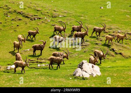 FRANCE. SAVOIE (73)  CHARTREUSE NATURAL PARK. IBEX ON THE ALPETTE PLATEAU Stock Photo