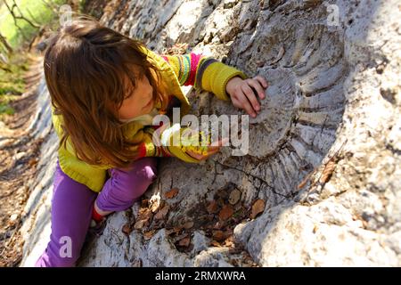 FRANCE. SAVOIE (73). CHARTREUSE NATURAL PARK. AMMONITE. Stock Photo