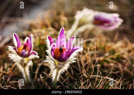 FRANCE. ISERE (38) VERCORS NATURAL PARK. PULSATILLA ANEMONES Stock Photo