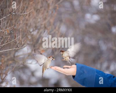 Sparrow eats seeds from a man's hand. A Sparrow bird sitting on the hand and eating nuts. Stock Photo