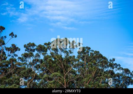 native gum tree growing in a forest in a national park in australia in the bush Stock Photo