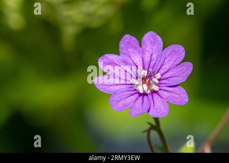 Macro shot of a hedgerow geranium (geranium pyrenaicum) in bloom Stock Photo