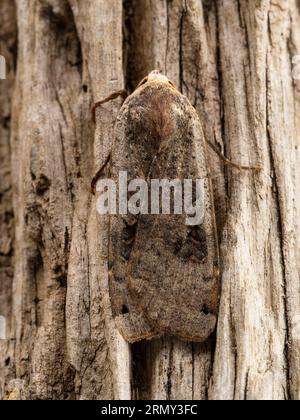 A large yellow underwing moth, Noctua pronuba, resting on a rotting tree stump. Stock Photo