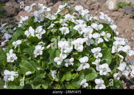 the flower is protected by law and white violet is placed in the red book Stock Photo