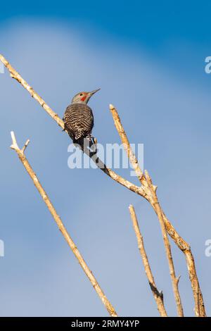 Union Bay Natural Area, Seattle, Washington, USA. Northern Flicker at the Yesler Swamp. Stock Photo