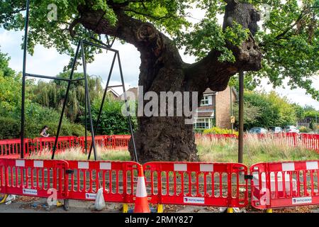 Addlestone, Surrey, UK. 30th August, 2023. The Crouch Oak (pictured) in Addlestone, Surrey has had a number of the heavy branches propped up. Roadworks next to the ancient tree in Crouch Oak Lane, are to commence for approximately three weeks from 4th September with a view to bolstering the tree. The huge oak tree is almost 1,000 years old and has been nominated as the tree of the year by the Woodland Trust. The magnificent oak tree once marked the boundary of Windsor Forest and it is said that Queen Elizabeth I used to picnic underneath it. Part of the tree trunk was damaged on Christmas Nigh Stock Photo