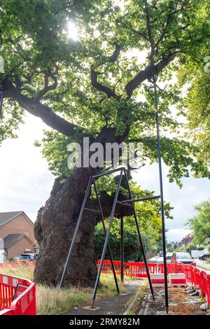 Addlestone, Surrey, UK. 30th August, 2023. The Crouch Oak (pictured) in Addlestone, Surrey has had a number of the heavy branches propped up. Roadworks next to the ancient tree in Crouch Oak Lane, are to commence for approximately three weeks from 4th September with a view to bolstering the tree. The huge oak tree is almost 1,000 years old and has been nominated as the tree of the year by the Woodland Trust. The magnificent oak tree once marked the boundary of Windsor Forest and it is said that Queen Elizabeth I used to picnic underneath it. Part of the tree trunk was damaged on Christmas Nigh Stock Photo