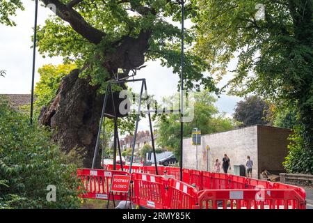 Addlestone, Surrey, UK. 30th August, 2023. The Crouch Oak (pictured) in Addlestone, Surrey has had a number of the heavy branches propped up. Roadworks next to the ancient tree in Crouch Oak Lane, are to commence for approximately three weeks from 4th September with a view to bolstering the tree. The huge oak tree is almost 1,000 years old and has been nominated as the tree of the year by the Woodland Trust. The magnificent oak tree once marked the boundary of Windsor Forest and it is said that Queen Elizabeth I used to picnic underneath it. Part of the tree trunk was damaged on Christmas Nigh Stock Photo