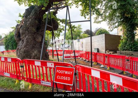 Addlestone, Surrey, UK. 30th August, 2023. The Crouch Oak (pictured) in Addlestone, Surrey has had a number of the heavy branches propped up. Roadworks next to the ancient tree in Crouch Oak Lane, are to commence for approximately three weeks from 4th September with a view to bolstering the tree. The huge oak tree is almost 1,000 years old and has been nominated as the tree of the year by the Woodland Trust. The magnificent oak tree once marked the boundary of Windsor Forest and it is said that Queen Elizabeth I used to picnic underneath it. Part of the tree trunk was damaged on Christmas Nigh Stock Photo