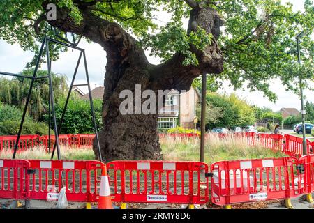 Addlestone, Surrey, UK. 30th August, 2023. The Crouch Oak (pictured) in Addlestone, Surrey has had a number of the heavy branches propped up. Roadworks next to the ancient tree in Crouch Oak Lane, are to commence for approximately three weeks from 4th September with a view to bolstering the tree. The huge oak tree is almost 1,000 years old and has been nominated as the tree of the year by the Woodland Trust. The magnificent oak tree once marked the boundary of Windsor Forest and it is said that Queen Elizabeth I used to picnic underneath it. Part of the tree trunk was damaged on Christmas Nigh Stock Photo