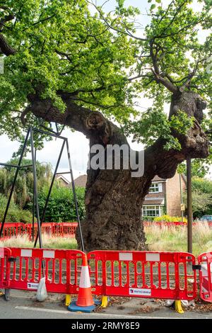 Addlestone, Surrey, UK. 30th August, 2023. The Crouch Oak (pictured) in Addlestone, Surrey has had a number of the heavy branches propped up. Roadworks next to the ancient tree in Crouch Oak Lane, are to commence for approximately three weeks from 4th September with a view to bolstering the tree. The huge oak tree is almost 1,000 years old and has been nominated as the tree of the year by the Woodland Trust. The magnificent oak tree once marked the boundary of Windsor Forest and it is said that Queen Elizabeth I used to picnic underneath it. Part of the tree trunk was damaged on Christmas Nigh Stock Photo