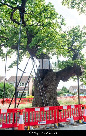 Addlestone, Surrey, UK. 30th August, 2023. The Crouch Oak (pictured) in Addlestone, Surrey has had a number of the heavy branches propped up. Roadworks next to the ancient tree in Crouch Oak Lane, are to commence for approximately three weeks from 4th September with a view to bolstering the tree. The huge oak tree is almost 1,000 years old and has been nominated as the tree of the year by the Woodland Trust. The magnificent oak tree once marked the boundary of Windsor Forest and it is said that Queen Elizabeth I used to picnic underneath it. Part of the tree trunk was damaged on Christmas Nigh Stock Photo