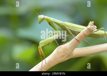 A praying mantis is walking on a stick in a garden in north Idaho. Stock Photo