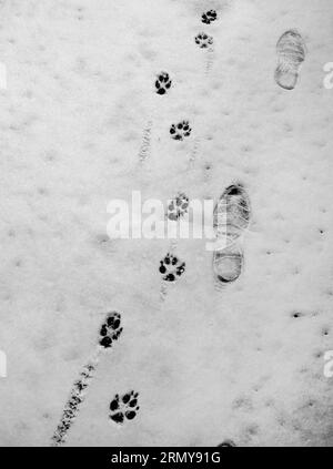 Footprints left in the snow by a dog walker and his dog. Stock Photo