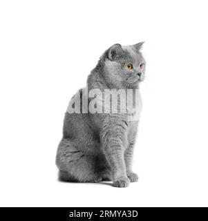 A blue British cat with big orange eyes sits on a white background. Purebred gray cat on white isolated. Stock Photo