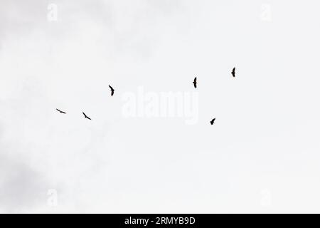 Six vultures are circling in thermal currents above the high mountains of Chesho, Tusheti, Georgia. These large birds of prey – presumably griffon vultures (Gyps fulvus) – are indicator species for intact ecosystems in the Caucasus and follow flocks of sheep and cattle on the mountain pastures in their search for carrion. Omalo-Dartlo-Girevi, Chesho, Akhmeta Municipality, Kakheti, 0900, Georgia Stock Photo