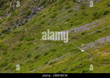 Two Caucasian Shepherd Dogs (Caucasian Ovcharka) are patrolling a gravel path on a steep mountainside in Tusheti, Georgia. The breed is considered one of the oldest herding breeds in the world and aggressively defends flocks of sheep against wolves and bears; for walkers on trekking routes in Tusheti, an encounter with these dogs is a well-known challenge. Omalo-Dartlo-Girevi, Chesho, Akhmeta Municipality, Kakheti, 0900, Georgia Stock Photo