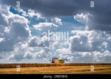 Claas combine harvester harvesting wheat under a sky of rain clouds. Stock Photo