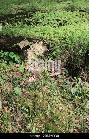 Old abandoned concrete slab foundation of a long gone building and home. Stock Photo