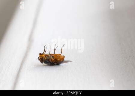 Fly with golden abdomen laying on her back on a white windowsill Stock Photo