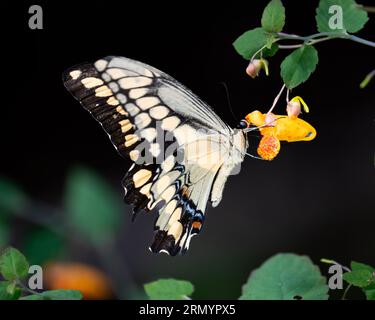 A giant swallowtail butterfly, Papilio cresphontes, feeding on and pollinating jewelweed flowers, Impatiens Stock Photo