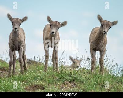 Three Big Horn Lambs In Grassy Field Look At Camera in Yellowstone Stock Photo