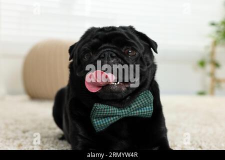 Cute Pug dog with grey checkered bow tie on neck in room Stock Photo
