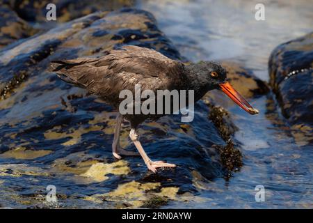 Black Oyster Catcher (haematopus bachmani), walking on the coast south of Monterey, California. Walking on rocks, water from low tide. Stock Photo