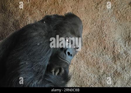 Gorilla portrait in Prague Zoo. Amazing eye to eye look. Very intensive. Stock Photo