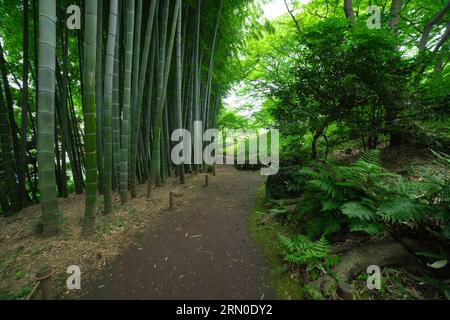 A Bamboo trail at Tonogayato park in Kokubunji Tokyo wide shot Stock Photo