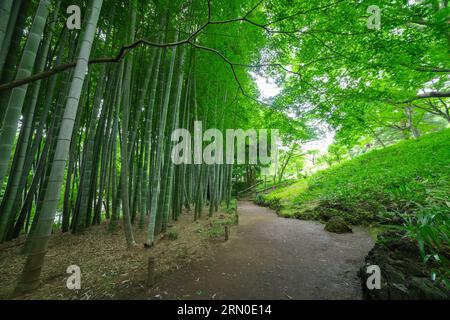 A Bamboo trail at Tonogayato park in Kokubunji Tokyo wide shot Stock Photo