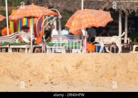 Calangute, Goa, India - January 2023: A puppy dog walking on a beach with colorful shacks in Goa. Stock Photo