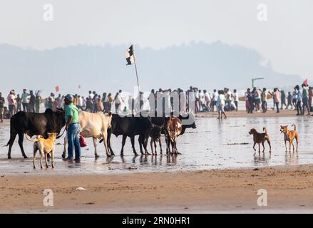 Calangute, Goa, India - January 2023: Cows and dogs at the crowded beach in Calangute in Goa. Stock Photo