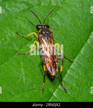 Closeup shot showing a female Macrophya montana sawfly resting on a green leaf in sunny ambiance Stock Photo