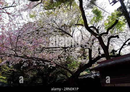 Yasukuni Jinja (Shinto-style shrine) with spring cherry blossom (sakura ) in Chiyoda City, Tokyo, japan Stock Photo