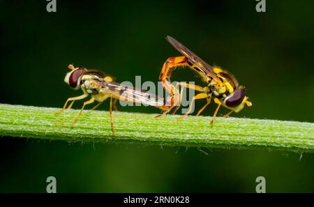 Closeup shot showing two mating long hoverflies on a plant stalk Stock Photo