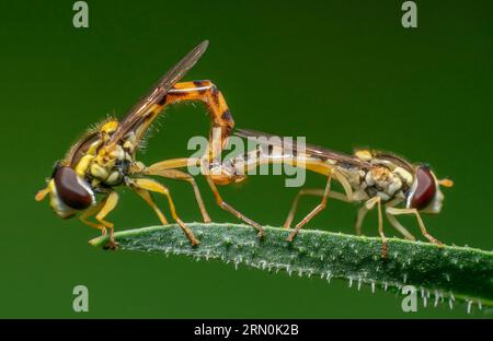 Closeup shot showing two mating long hoverflies on a plant stalk Stock Photo