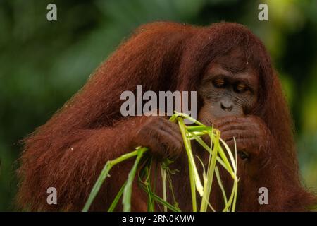 A truly Wild Endangered female Bornean Orangutan (Pongo pygmaeus) eats seed pods in a Cassia javanica tree in the jungles of Borneo. Stock Photo