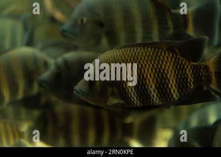 The convict cichlid, Amatitlania nigrofasciata, is a fish species from the family Cichlidae, native to Central America, also known as the zebra cichli Stock Photo