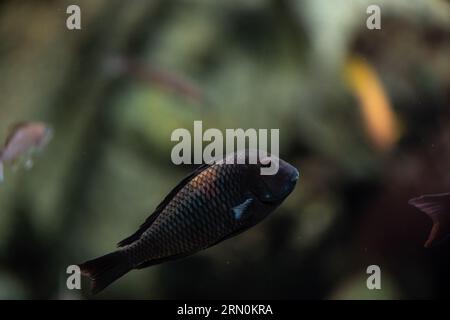 Aquarium fish from Cichlidae family. Close up imagewith copy space for text Stock Photo