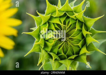 a young unopened sunflower grows in a field. sunflower cultivation concept. Stock Photo