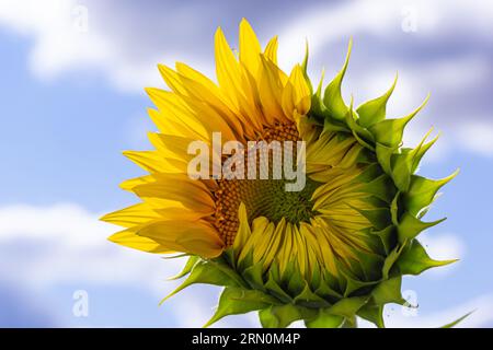 a young unopened sunflower grows in a field. sunflower cultivation concept. Stock Photo