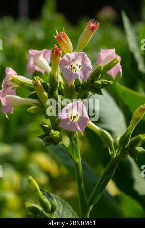 Tobacco Flowers. Tobacco big leaf crops growing in tobacco plantation field. Stock Photo