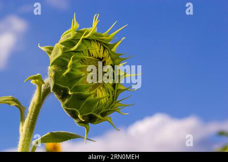 a young unopened sunflower grows in a field. sunflower cultivation concept. Stock Photo