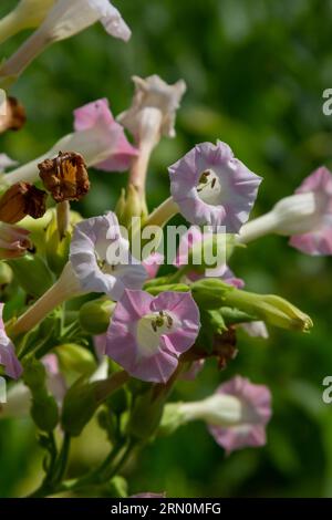 Flowering tobacco plants on tobacco farm. Tobacco flowers, close up. Stock Photo