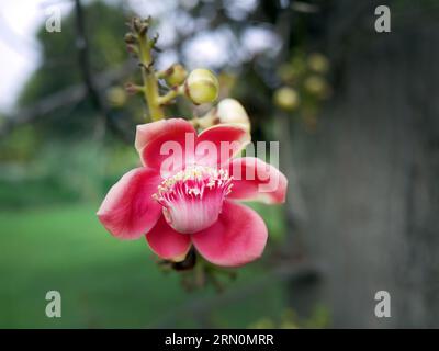 Close up big red flowers name cannonball tree or couroupita guianensis or buddha flower, Sala tree is an auspicious tree associated with the birth and Stock Photo